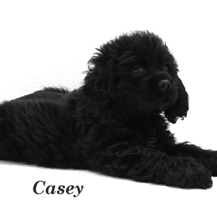 puppy, for, sale, Cocker Spaniel, Joe & Cherri  Overlease, dog, breeder, Miller, MO, dog-breeder, puppy-for-sale, forsale, nearby, find, puppyfind, locator, puppylocator, aca